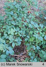 Rubus capricollensis (jeżyna krótkopręcikowa)