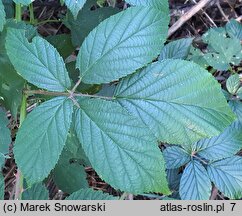 Rubus capricollensis (jeżyna krótkopręcikowa)