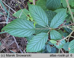 Rubus capricollensis (jeżyna krótkopręcikowa)