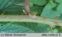 Rubus capricollensis (jeżyna krótkopręcikowa)