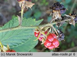 Rubus capricollensis (jeżyna krótkopręcikowa)