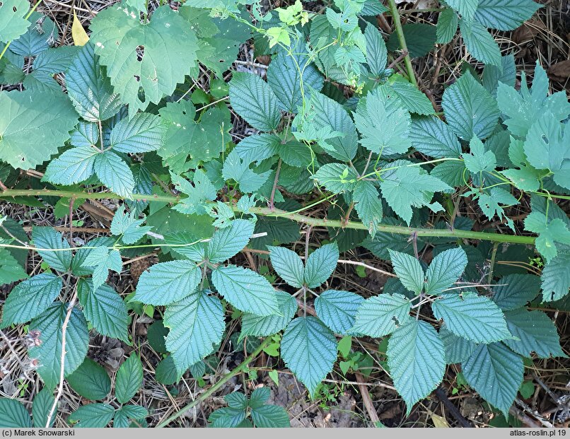 Rubus capricollensis (jeżyna krótkopręcikowa)