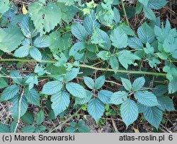 Rubus capricollensis (jeżyna krótkopręcikowa)