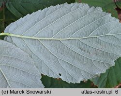 Rubus henrici-egonis (jeżyna Webera)