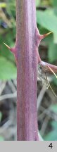 Rubus montanus (jeżyna wąskolistna)