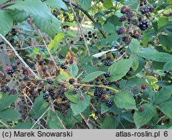 Rubus montanus (jeżyna wąskolistna)