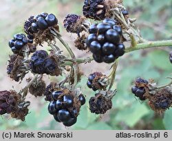 Rubus montanus (jeżyna wąskolistna)