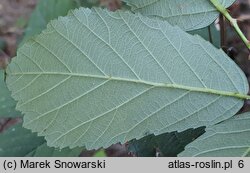 Rubus montanus (jeżyna wąskolistna)