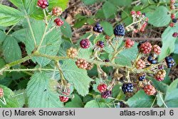 Rubus wimmerianus (jeżyna Wimmera)