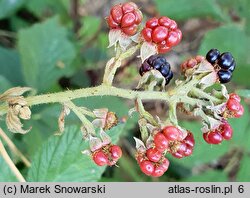 Rubus wimmerianus (jeżyna Wimmera)