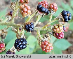 Rubus wimmerianus (jeżyna Wimmera)