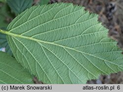 Rubus wimmerianus (jeżyna Wimmera)