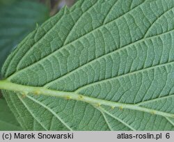 Rubus wimmerianus (jeżyna Wimmera)