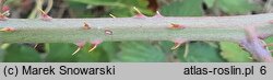 Rubus wimmerianus (jeżyna Wimmera)