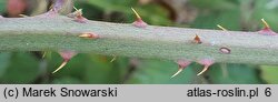 Rubus wimmerianus (jeżyna Wimmera)