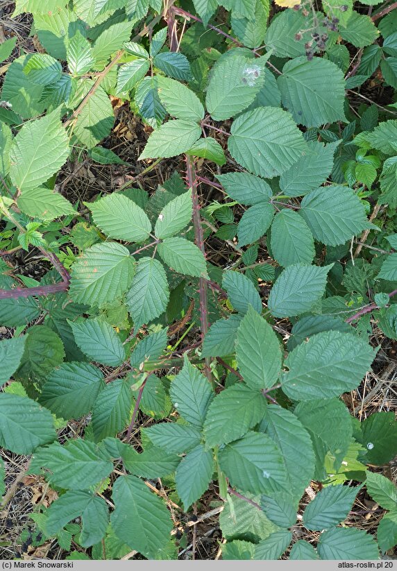 Rubus glivicensis (jeżyna gliwicka)