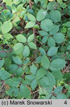 Rubus glivicensis (jeżyna gliwicka)