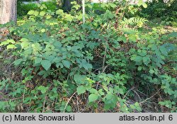 Rubus glivicensis (jeżyna gliwicka)