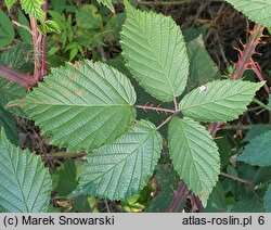 Rubus glivicensis (jeżyna gliwicka)