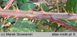 Rubus glivicensis (jeżyna gliwicka)