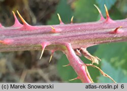 Rubus glivicensis (jeżyna gliwicka)