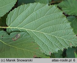 Rubus glivicensis (jeżyna gliwicka)