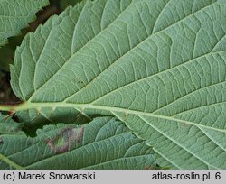 Rubus glivicensis (jeżyna gliwicka)