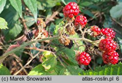 Rubus glivicensis (jeżyna gliwicka)