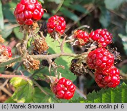 Rubus glivicensis (jeżyna gliwicka)