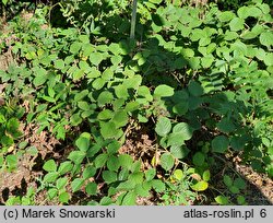 Rubus hercynicus (jeżyna hercyńska)