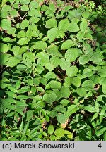 Rubus hercynicus (jeżyna hercyńska)