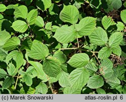 Rubus hercynicus (jeżyna hercyńska)