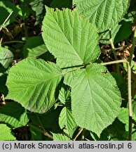 Rubus hercynicus (jeżyna hercyńska)