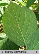 Rubus hercynicus (jeżyna hercyńska)