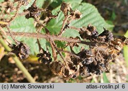 Rubus hercynicus (jeżyna hercyńska)