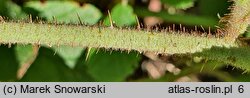 Rubus hercynicus (jeżyna hercyńska)