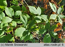 Rubus perrobustus (jeżyna mocna)