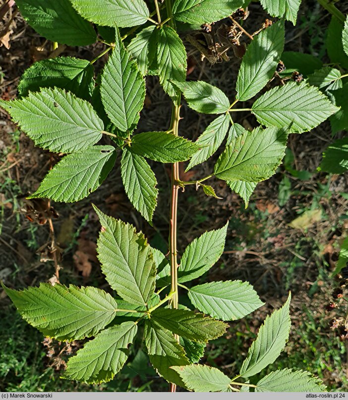 Rubus perrobustus (jeżyna mocna)