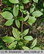 Rubus perrobustus (jeżyna mocna)