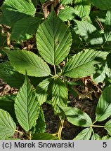 Rubus perrobustus (jeżyna mocna)