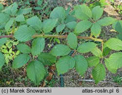 Rubus perrobustus (jeżyna mocna)