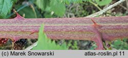 Rubus perrobustus (jeżyna mocna)