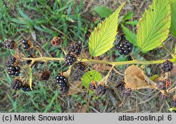 Rubus perrobustus (jeżyna mocna)