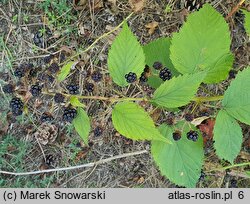 Rubus perrobustus (jeżyna mocna)