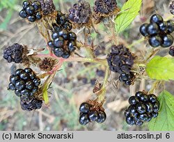 Rubus perrobustus (jeżyna mocna)