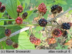 Rubus perrobustus (jeżyna mocna)