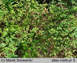 Rubus gothicus (jeżyna gocka)