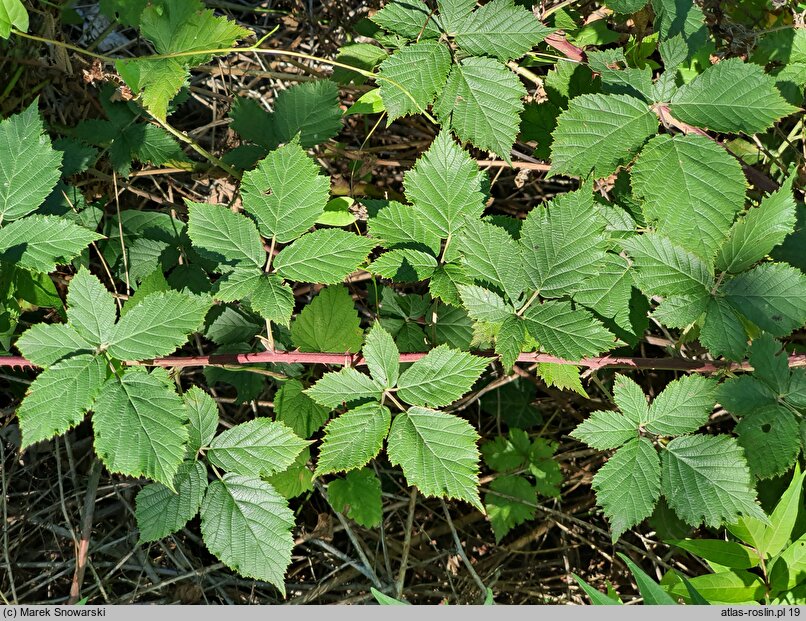 Rubus gothicus (jeżyna gocka)