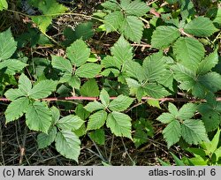 Rubus gothicus (jeżyna gocka)