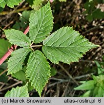 Rubus gothicus (jeżyna gocka)